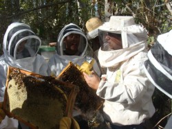 Clases de apicultura