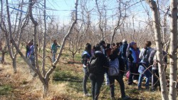 Alumnos de 6º estudiando acerca de los cuidados de la planta de durazno.