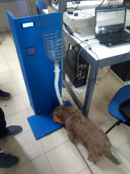 Comedero Electrónico para mascotas. Prof. Guillermo Vasques