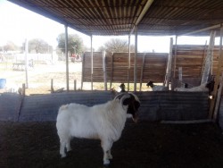 chivaton boer