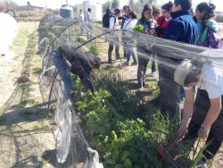 Huerta riego a goteo