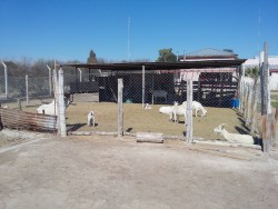 Cabras lecheras