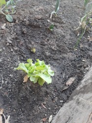 Huerta Escolar