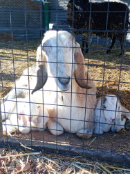 Entorno de animales